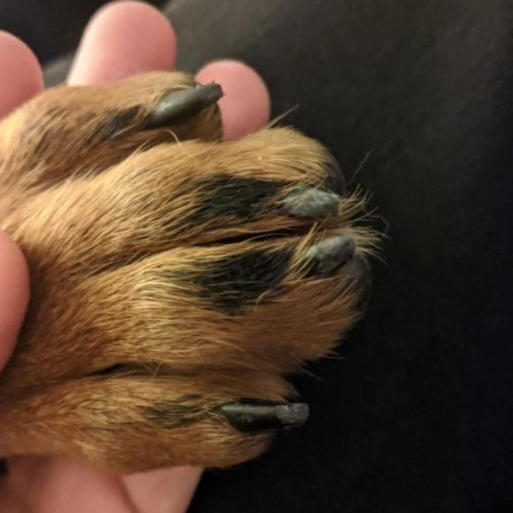 Hundepfote in einer Hand