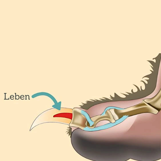 Schnitt ins Leben der Kralle (Illustration)